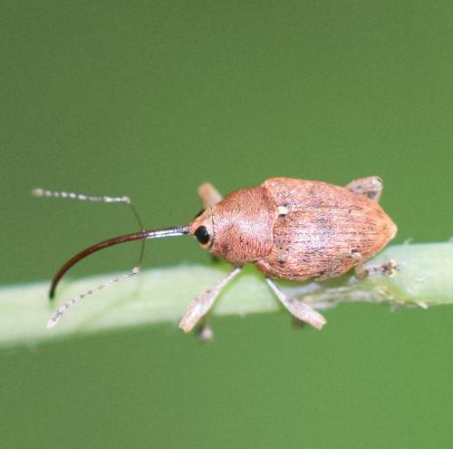 Réf. 274 024 : Curculio sp.